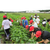 児童が収穫している様子です