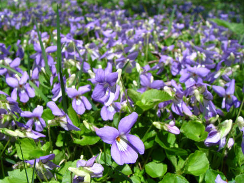 オオタチツボスミレの群落 オオタチツボスミレの群落