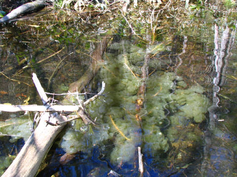 エゾサンショウウオの卵塊 エゾサンショウウオの卵塊
