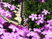 キアゲハ キアゲハ