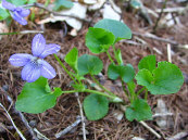 アイヌタチツボスミレ アイヌタチツボスミレ