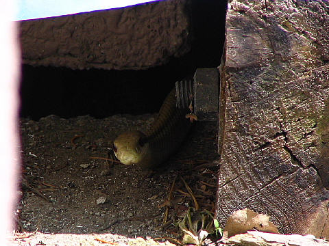 出てもダイジョブかな? 出てもダイジョブかな?