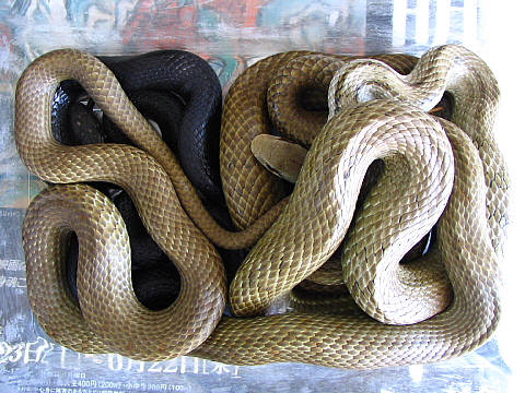 押し合いへしあい 押し合いへしあい