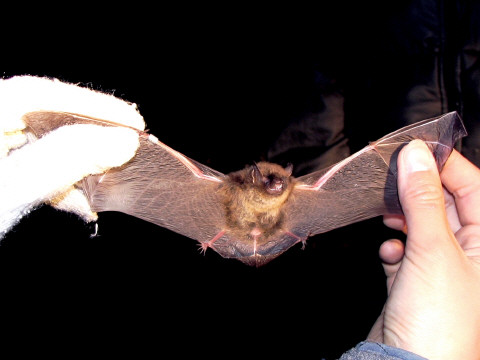 ヒメホオヒゲコウモリ ヒメホオヒゲコウモリ