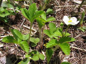 エゾクサイチゴ エゾクサイチゴ