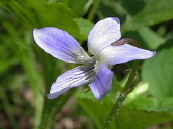 エゾノタチツボスミレ エゾノタチツボスミレ