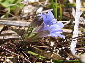 フデリンドウ フデリンドウ