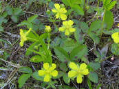 ミツバツチグリ ミツバツチグリ