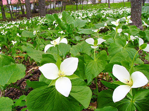 オオバナノエンレイソウ オオバナノエンレイソウ
