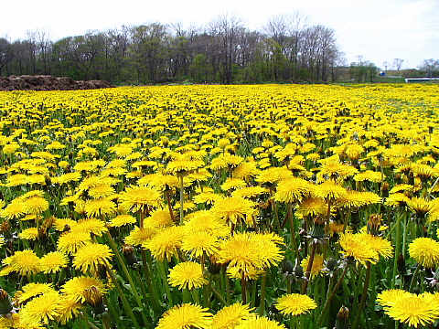 セイヨウタンポポ セイヨウタンポポ