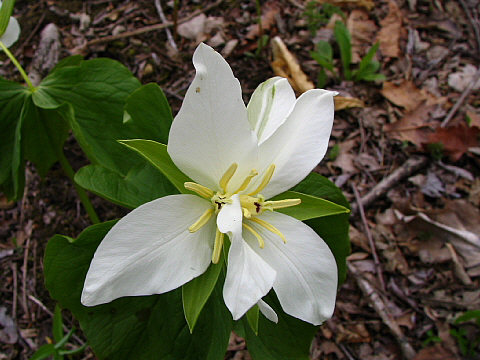 2つの花が一緒に出たオオバナノエンレイソウ 2つの花が一緒に出たオオバナノエンレイソウ