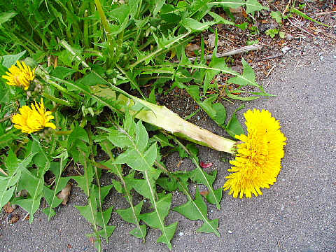 帯化したセイヨウタンポポ 帯化したセイヨウタンポポ