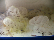 エゾサンショウウオの卵 エゾサンショウウオの卵