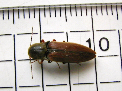 ニホンフトヒラタコメツキ ニホンフトヒラタコメツキ