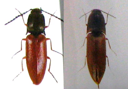 保育社「原色日本甲虫図鑑」より 保育社「原色日本甲虫図鑑」より