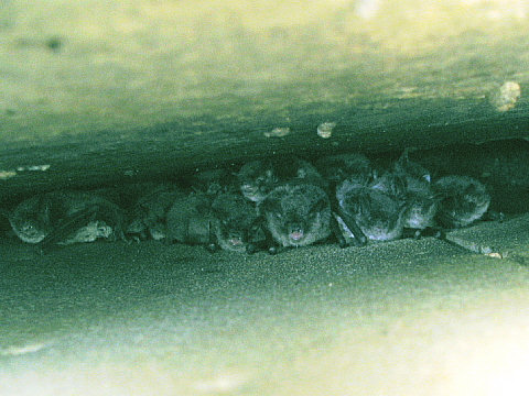 モモジロコウモリ モモジロコウモリ