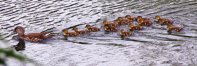 オシドリの一行 オシドリの一行