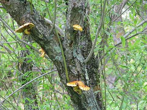 ヌメリスギタケモドキ ヌメリスギタケモドキ