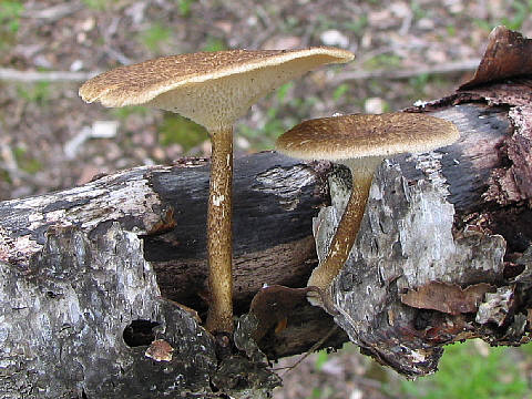 アミスギタケ アミスギタケ