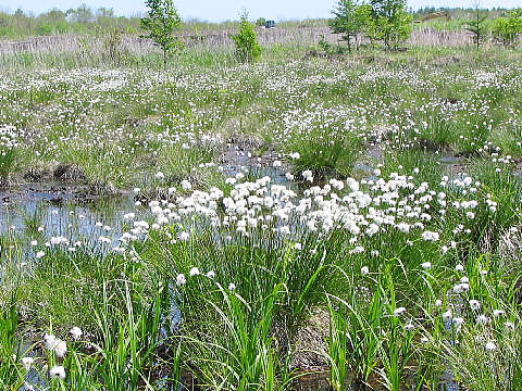 ワタスゲの群生地 ワタスゲの群生地
