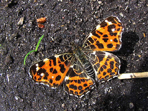 アカマダラの春型 アカマダラの春型
