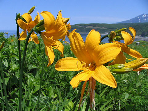 斜里町ウトロのオロンコ岩の上にてエゾカンゾウを撮る 斜里町ウトロのオロンコ岩の上にてエゾカンゾウを撮る