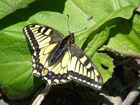 キアゲハ キアゲハ