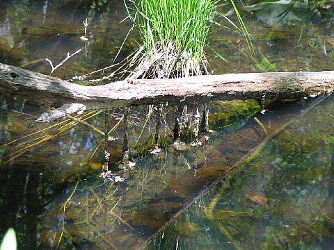 サンショウウオの卵 サンショウウオの卵