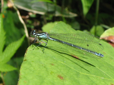 エゾアオイトトンボ エゾアオイトトンボ