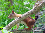 エゾリス エゾリス