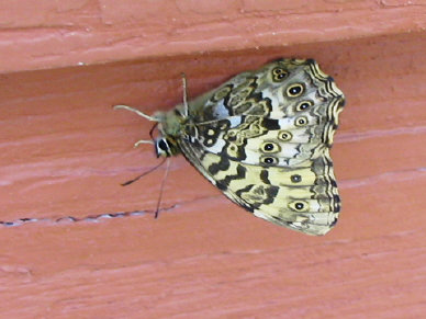 ヤマキマダラヒカゲ ヤマキマダラヒカゲ