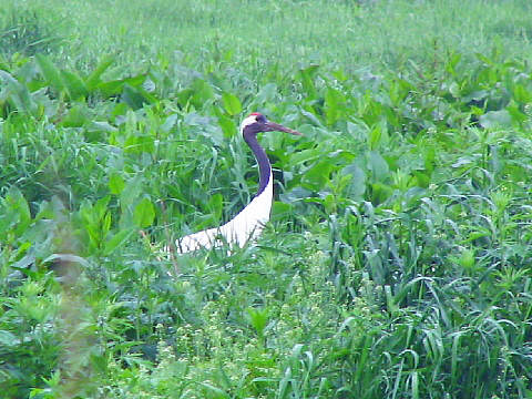 タンチョウ タンチョウ