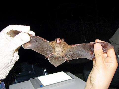 暴れるカグヤコウモリ 暴れるカグヤコウモリ