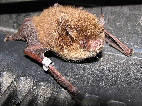 お疲れ顔のカグヤコウモリ お疲れ顔のカグヤコウモリ