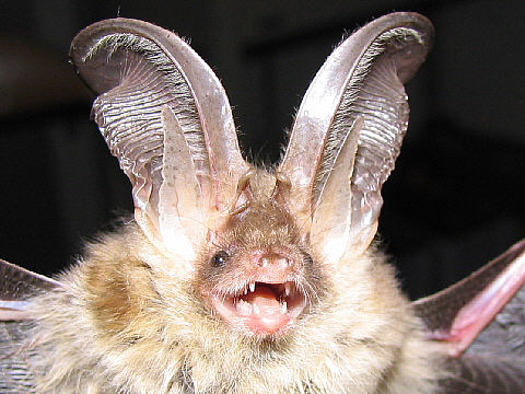 ウサギコウモリ ウサギコウモリ