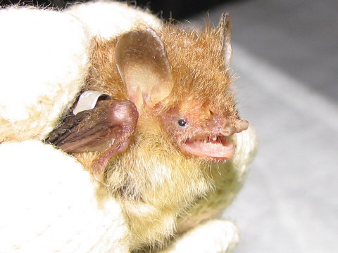 コテングコウモリ コテングコウモリ