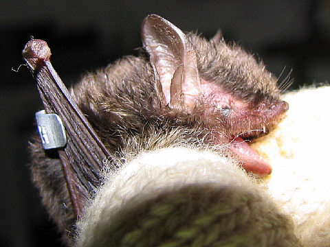 ヒメホオヒゲコウモリ ヒメホオヒゲコウモリ