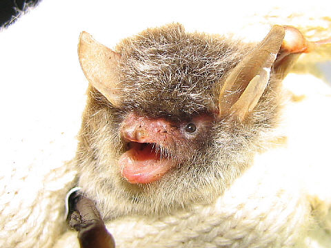 ノレンコウモリ ノレンコウモリ