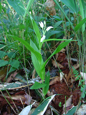 ササバギンラン ササバギンラン