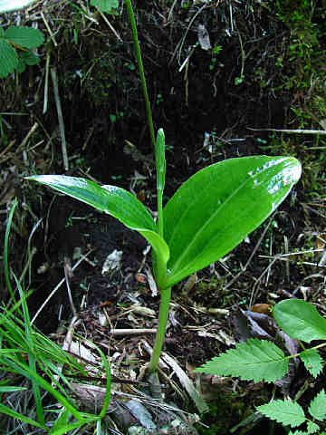 タカネトンボ? タカネトンボ?