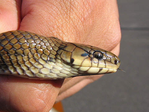 ジムグリ ジムグリ