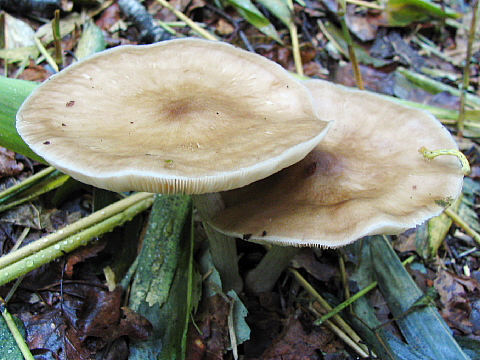 不明キノコ 不明キノコ