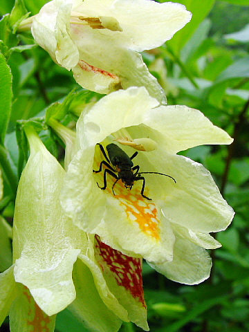 ウコンウツギの中にはアオジョウカイがいた ウコンウツギの中にはアオジョウカイがいた