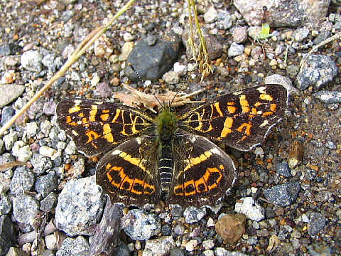 サカハチチョウ春型 サカハチチョウ春型