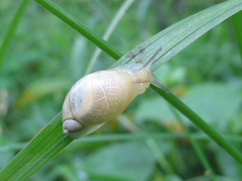 カタツムリ カタツムリ