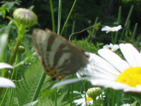 トラフシジミ トラフシジミ