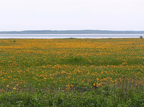 エゾカンゾウの群落 エゾカンゾウの群落