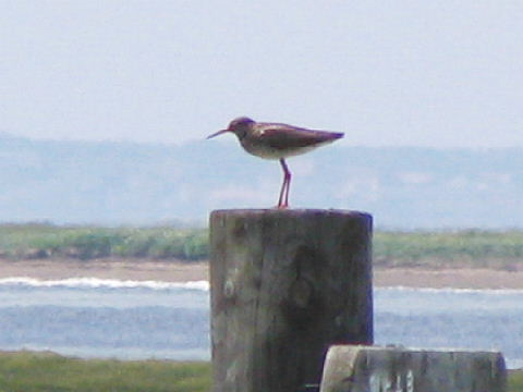 アカアシシギ アカアシシギ