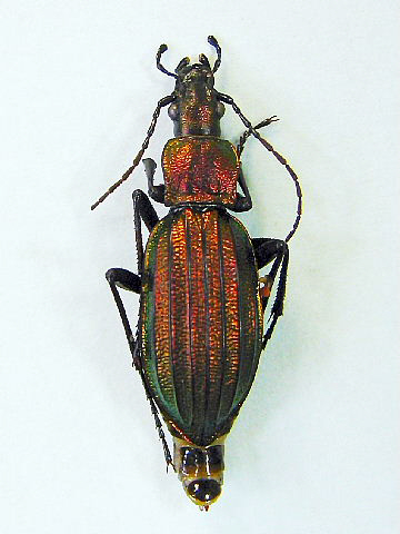 アイヌキンオサムシ♀ アイヌキンオサムシ♀