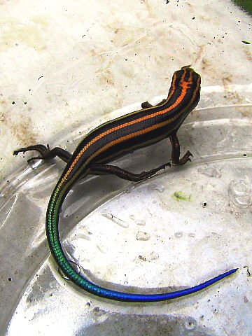 ニホントカゲのこっこ ニホントカゲのこっこ